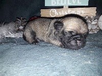 CHIOT