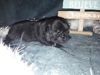 CHIOT