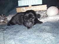 CHIOT