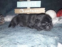 CHIOT