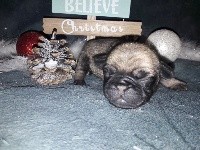 CHIOT