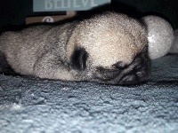 CHIOT