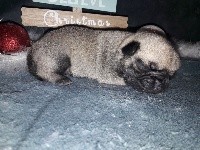 CHIOT